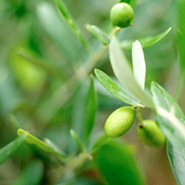 organic olive
